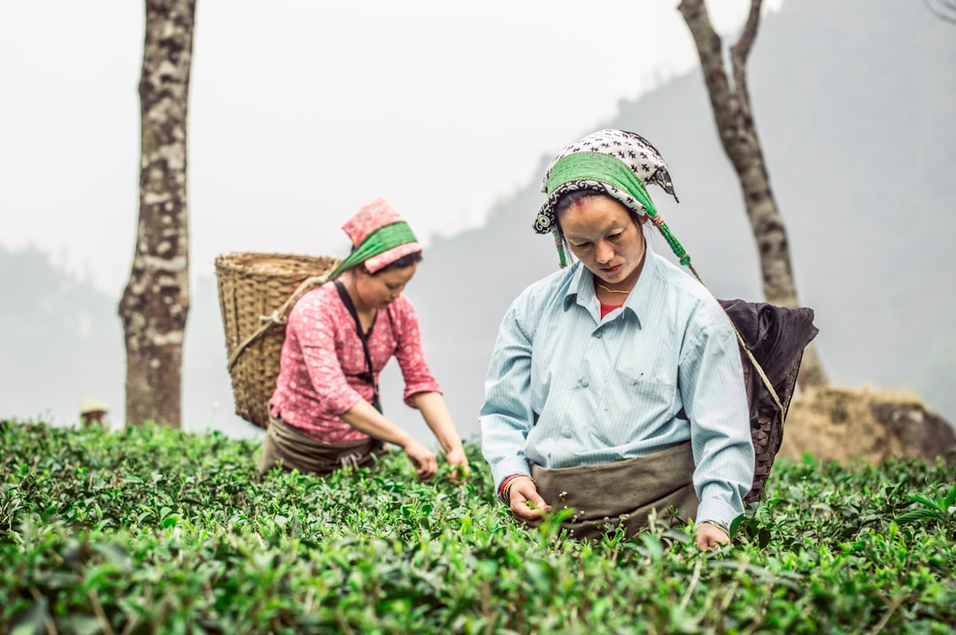 Sustainable Tea Practices: How Serene Sips Supports Eco-Friendly Choices Sustainable Tea Practices: How Serene Sips Supports Eco-Friendly Choices
